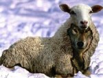 Wolf in sheep's clothing