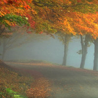 Misty Autumn Road