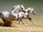 amazing white stallion