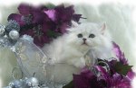 Lovely Persian Cat
