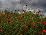 Poppy Field