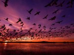 Birds in Flight Sunset