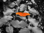 Black and White with Orange Butterfly