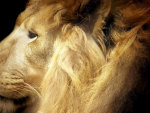 lions profile