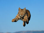 Bobcat Takes Flight
