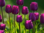 Purple Tulips