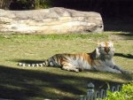 Tiger at Dream World Qld Australia
