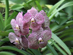 Orchid