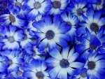 Blue Flowers
