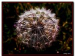Taraxacum