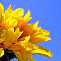 sunflower wallpaper HD