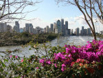 Brisbane And Bougainvillea