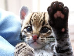 hello there, give me five..