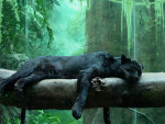 Black jaguar