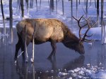 stag in winter