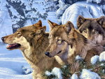 wolves in snow