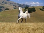 white stallion galloping