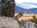 mountain lion on rocks