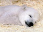Peaceful Dreams  Polar bear