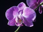 Purple Orchid