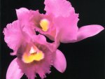 Mauve Orchid