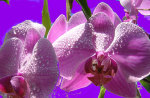 Lavender Orchid