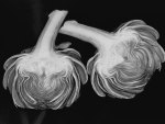 Artichokes in Black and White