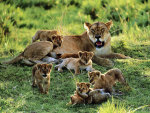 lioness with cubs