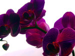 Purple Orchid