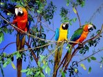 Parrots