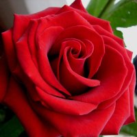 daviesgo red flowers