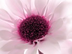 Pink Chrysanthemum
