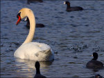 Mother and Baby Swans