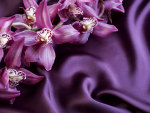 Orchids