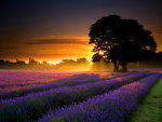 Sunset and lavender