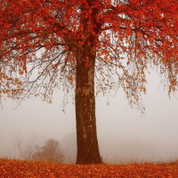 Foggy autumn