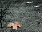autumn rain