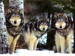 Three Wolves in the snow
