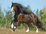 Gypsy Vanner
