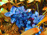 Blue Leaves