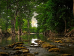 View of a lake and trees