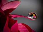 Dew Drop