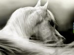 White horse