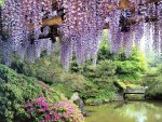 wisteria garden
