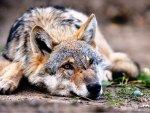 Resting Wolf
