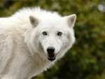 White Arctic  Wolf