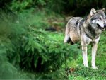 Gray Wolf