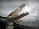 Salt water Crocodile
