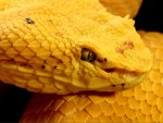 Eyelash Viper