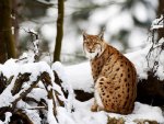 Lynx in Winter